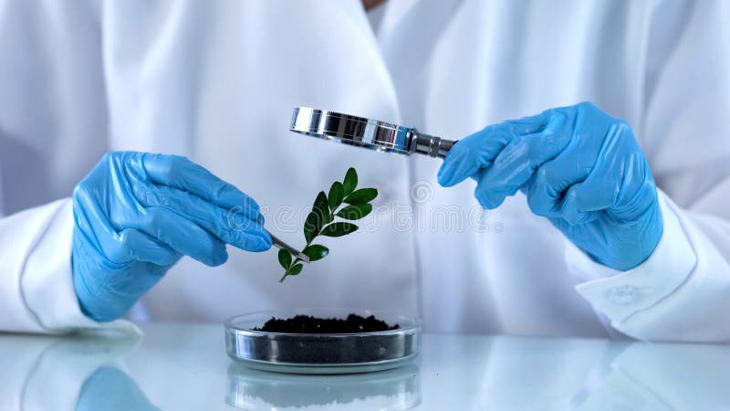 Onderzoeker die groene installatie door vergrootglas, agrochemicalsanalyse kijken stock foto Onderzoeker die groene installatie door vergrootglas, agrochemicalsanalyse kijken stock foto