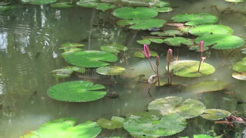 Ondulations relaxant calmes de l'eau avec des insectes volant au-dessus de l'étang de lotus d'exotics