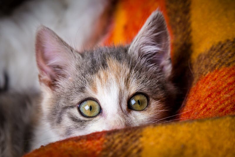 One adorable kitten peek out from wicker basket