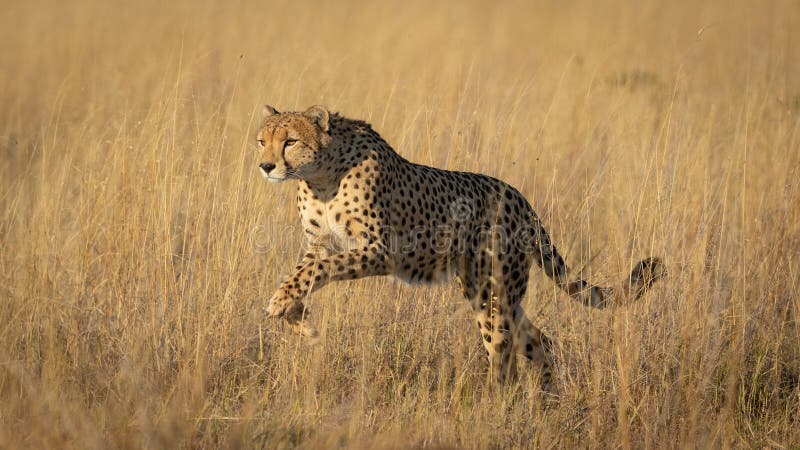 One adult cheetah leaping over yellow grass in warm light in Savute Botswana stock photography