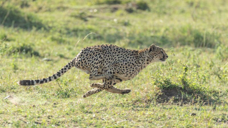 One adult cheetah side view running fast in Masai Mara Kenya stock image
