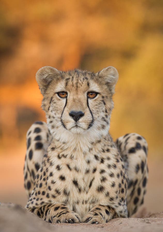 One adult cheetah vertical portrait looking straight at camera with orange background in Kruger Park South Africa royalty free stock photography