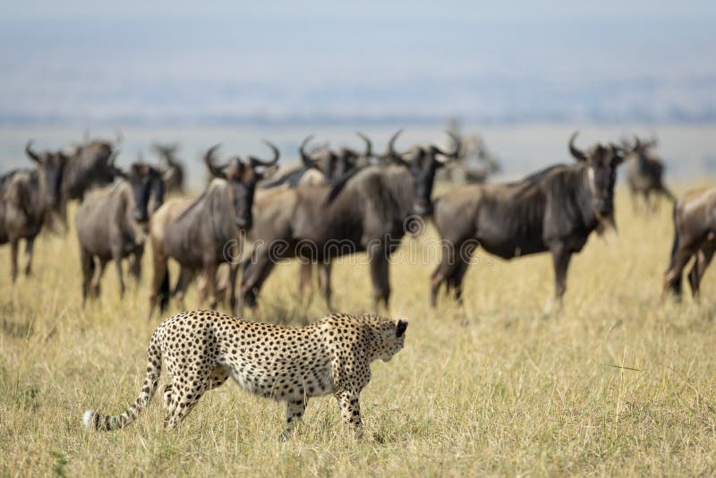Adult cheetah watching herd of wildebeest in Masai Mara Kenya royalty free stock photos