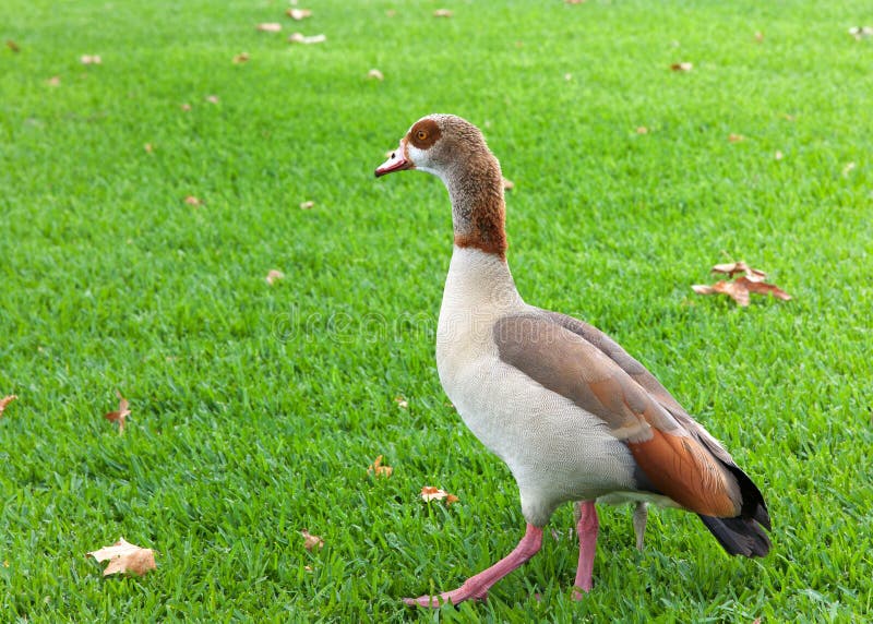 Adult egyptian goose walking in grass royalty free stock photography Adult egyptian goose walking in grass royalty free stock photography