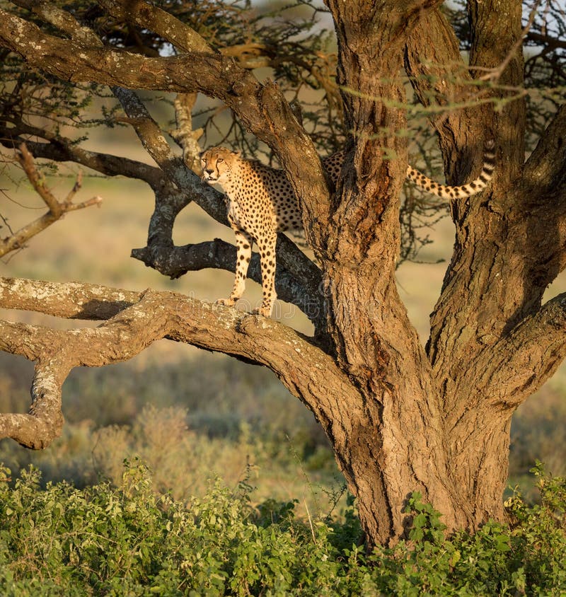 One Adult male Cheetah in a tree, Ndutu, Serengeti, Tanzania