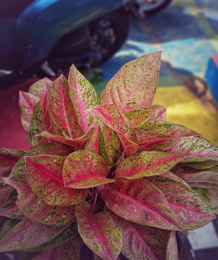 aglonema-races-stock-photos-free-royalty-free-stock-photos-from