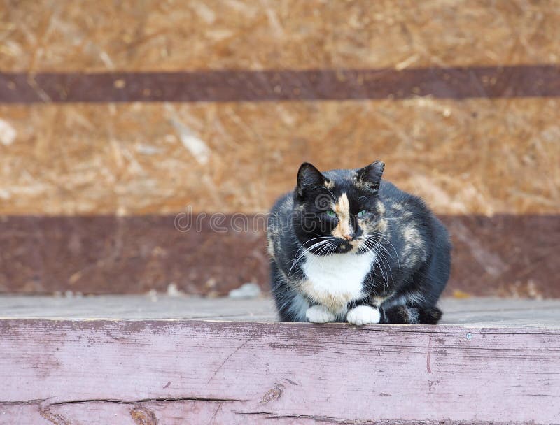 One alone grey big cat sitting and looking in open air in green background in the village, cat outside