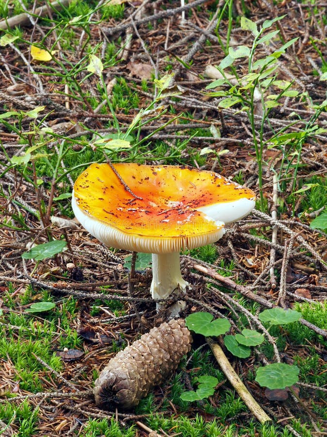 One Amanita muscaria on moss and cone