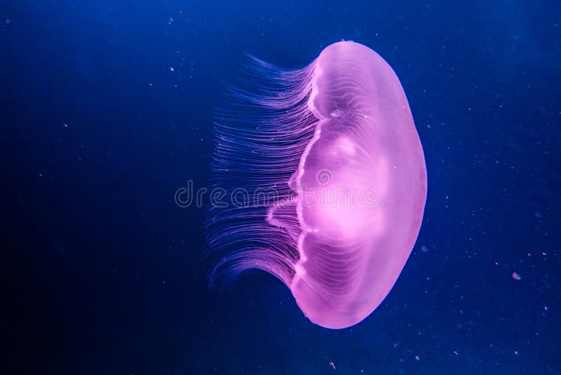 One Jelly Fish in the Red Sea, Eilat Israel a.e Stock Photo Image of