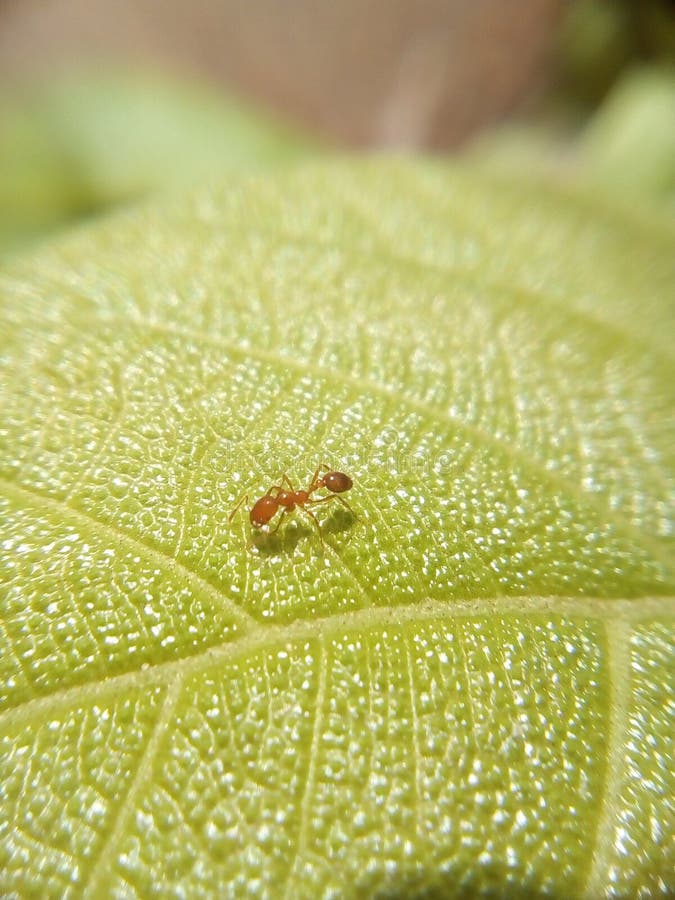 A one ant dieing on paper in sri lanka