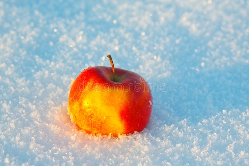 One apple in the snow stock image. Image of apples, fruits 37441949