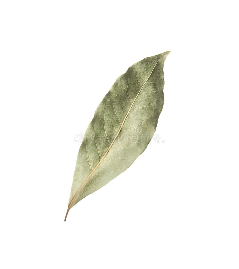 One Aromatic Bay Leaf Isolated on White Stock Photo Image of