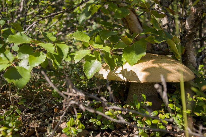 One aspen mushroom orange-cap boletus ander birch.