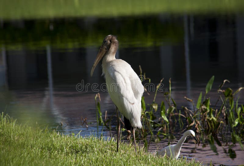 One baby storks on a lake in Florida. Usa. Nature background
