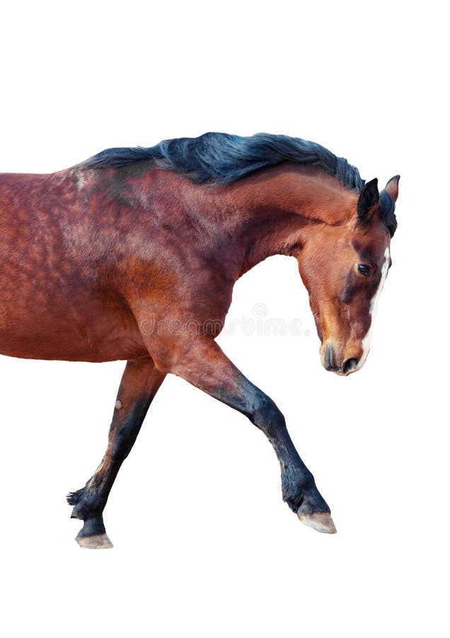 Bay Horse Stepping Forward. Side View Stock Photo Image of animalhead