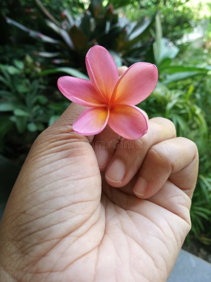 Beautiful pink frangiprani in hand. royalty free stock images Beautiful pink frangiprani in hand. royalty free stock images