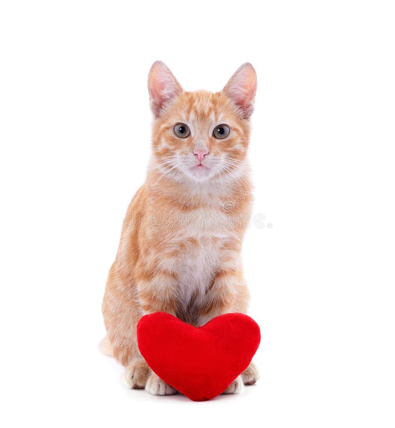 One Beautiful Cat with the Heart Stock Photo - Image of adult, heart