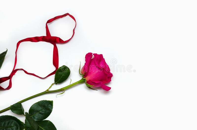 One beautiful pink rose with a ribbon in the form of eight isolated on white background with space for your text stock photo One beautiful pink rose with a ribbon in the form of eight isolated on white background with space for your text stock photo