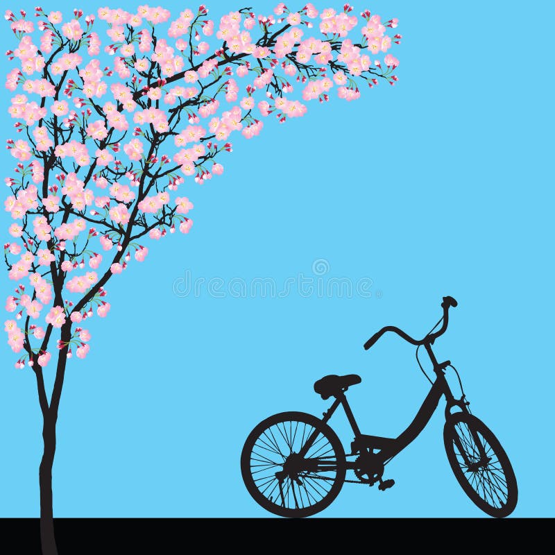 One bicycle parking under blooming full bloom pink sakura tree Cherry blossom, flower shadow black wood bark backdrop, silhouette floral vintage banner, travel scene on blue background