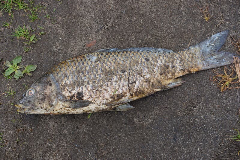 Dirty dead carp fish lying on gray ground outside stock image Dirty dead carp fish lying on gray ground outside stock image