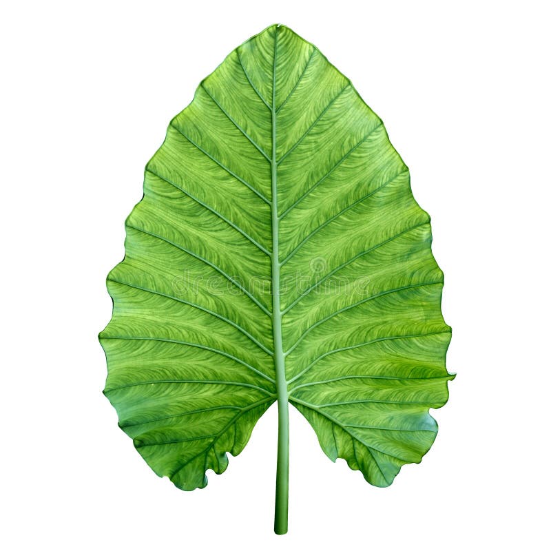 One big green tropical leaf. Isolated over white.