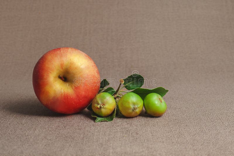 https://thumbs.dreamstime.com/b/one-big-red-three-green-small-unripe-apples-apple-leaves-sack-background-118457034.jpg