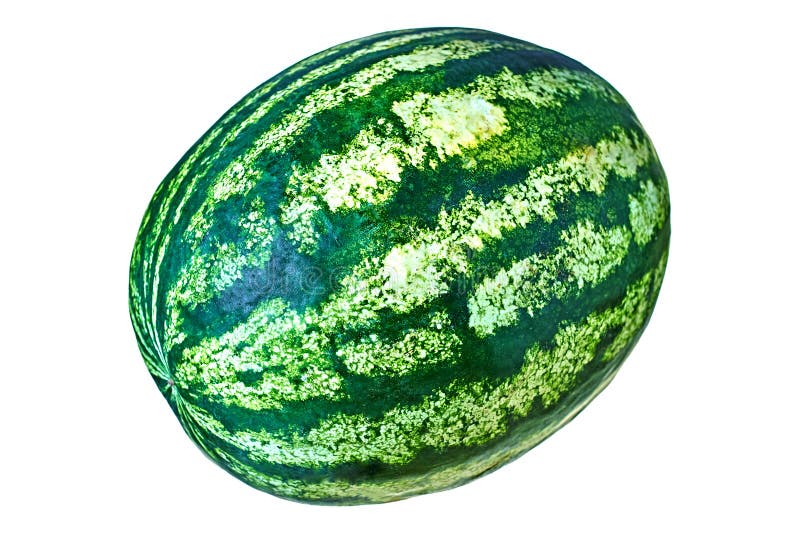 One Big Whole Fresh Raw Watermelon With Green Striped Rind Isolated On