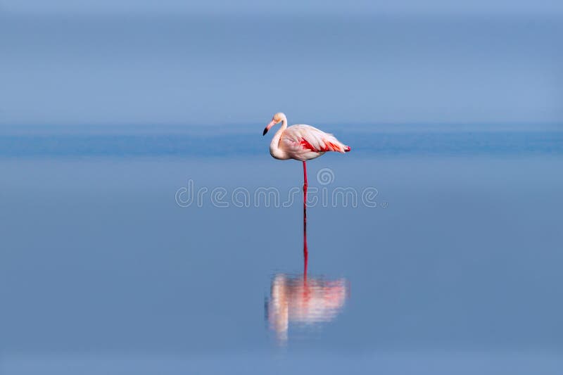 One bird of pink african flamingo walking around the lagoon and looking for food