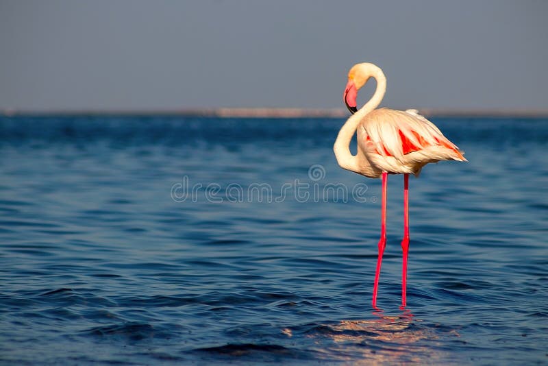 One bird of pink african flamingo walking around the lagoon