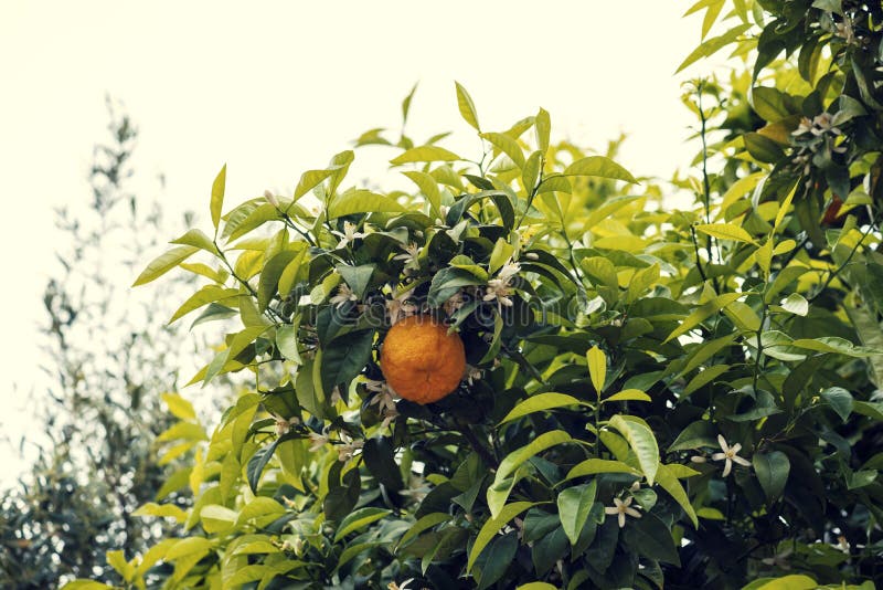One Bitter Orange Fruit on a Tree with White Blossoms No People Stock