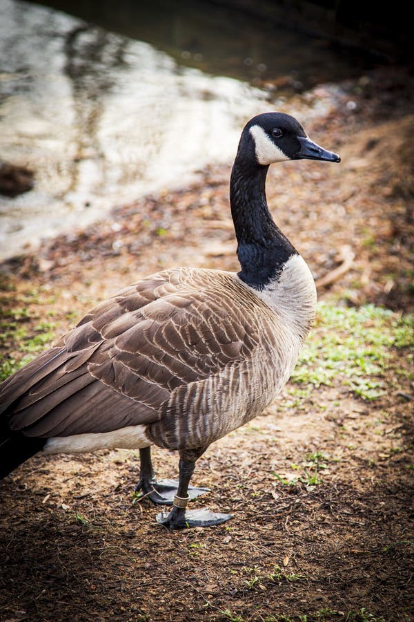 One Black, Brown, and White Goose at a Park in North Carolina Stock ...