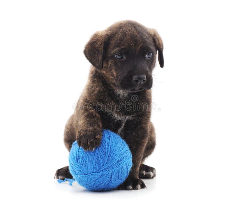 One black dog with ball stock photo. Image of white 144019398