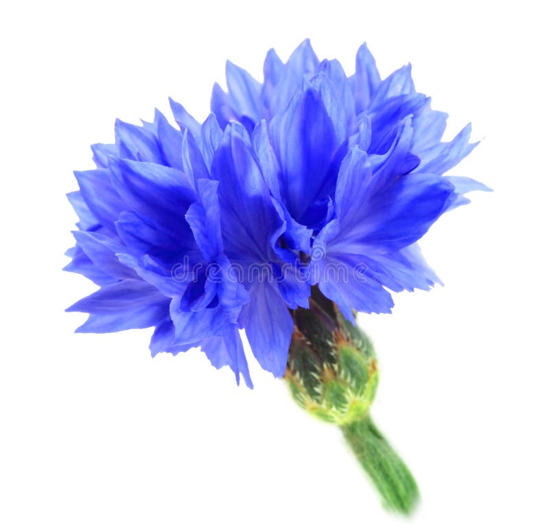 59 609 One Blue Flower Photos Free Royalty Free Stock Photos From Dreamstime