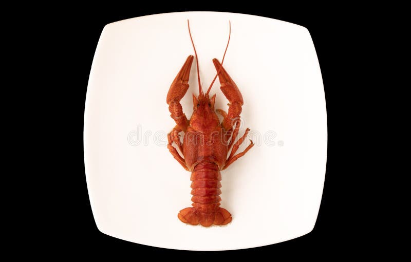 One boiled crayfish on a white square plate isolated on black background stock photos