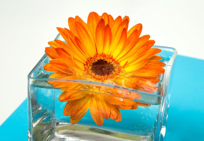 One Bright Orange Gerbera Flower in Square Glass Vase Stock Image