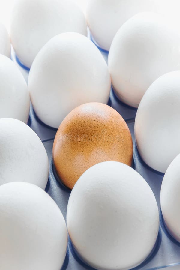 One Brown Egg in the Middle of the White Eggs Stock Image Image of