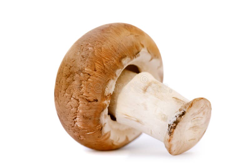One Brown Mushroom Royalty Free Stock Photography Image 16566907
