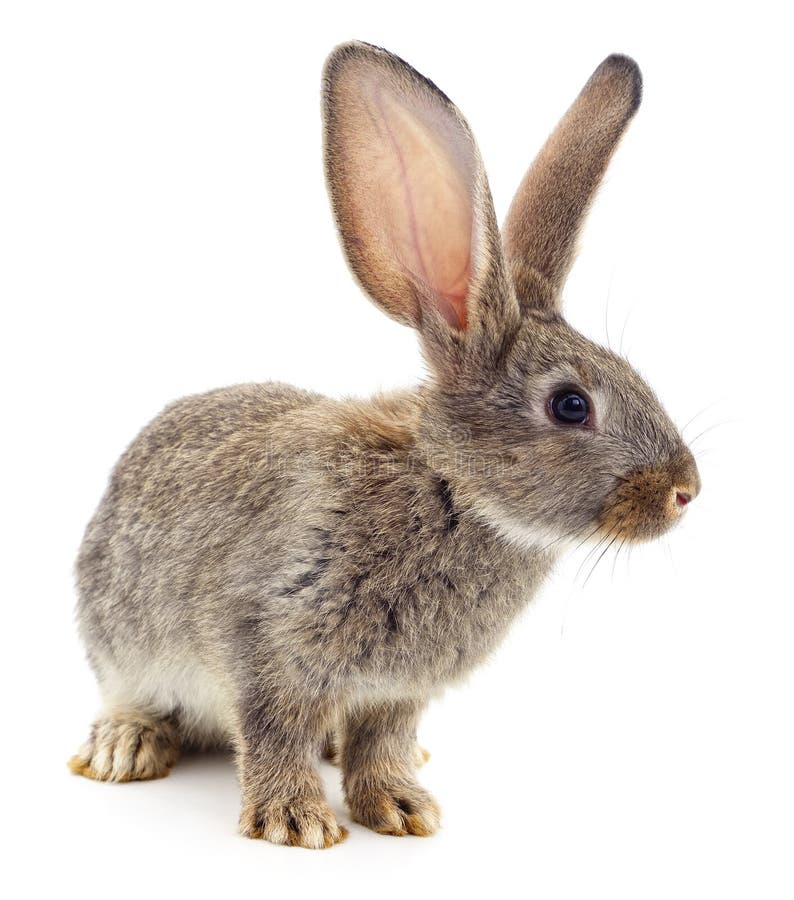Brown rabbit. stock photo. Image of rabbit, animal, close - 55370156