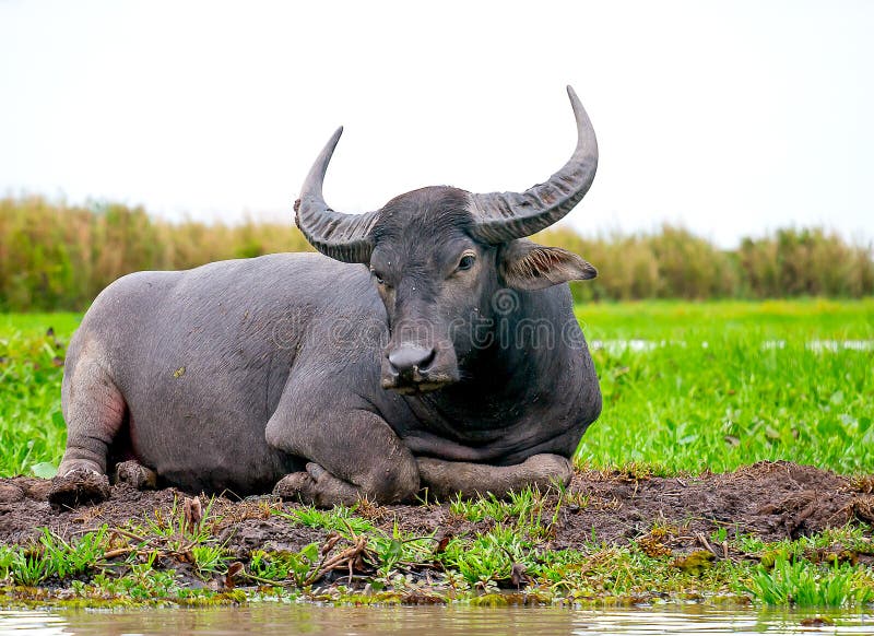 One buffalo lay down on mound near the river with the green grass field and cloudy sky as background stock image One buffalo lay down on mound near the river with the green grass field and cloudy sky as background stock image
