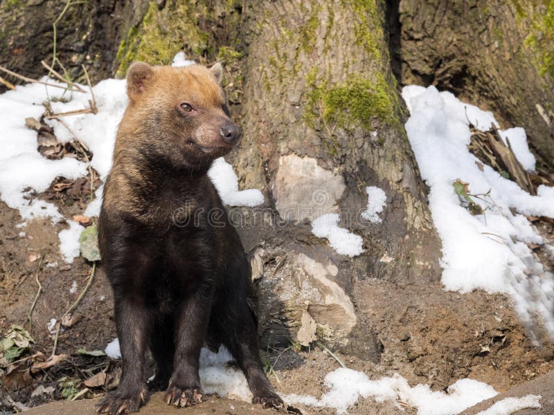 Bush dog, Speothos venaticus, looks around royalty free stock image Bush dog, Speothos venaticus, looks around royalty free stock image