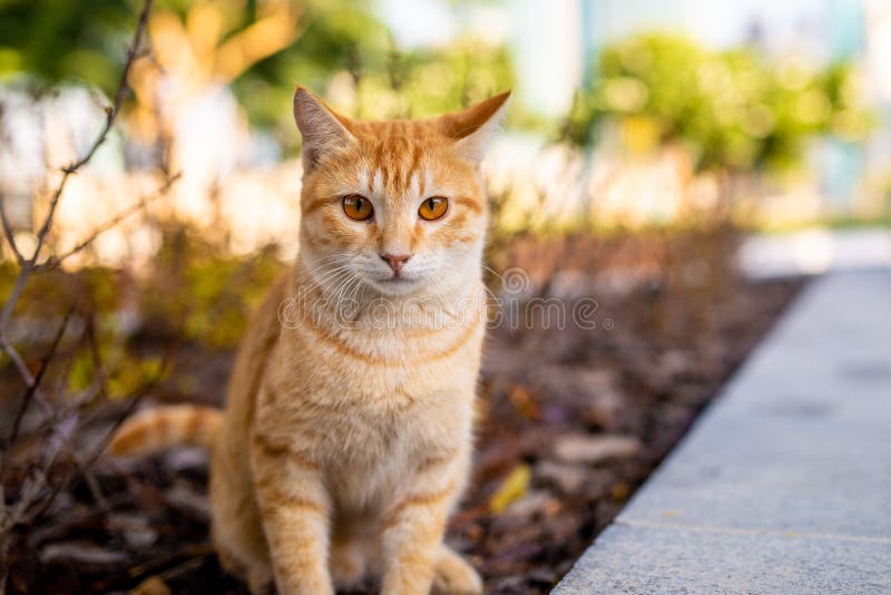 One caramel color stray cat with vivid eyes stock image One caramel color stray cat with vivid eyes stock image