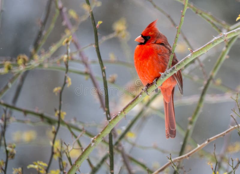 A male Cardinal sits on a branch in the snow.