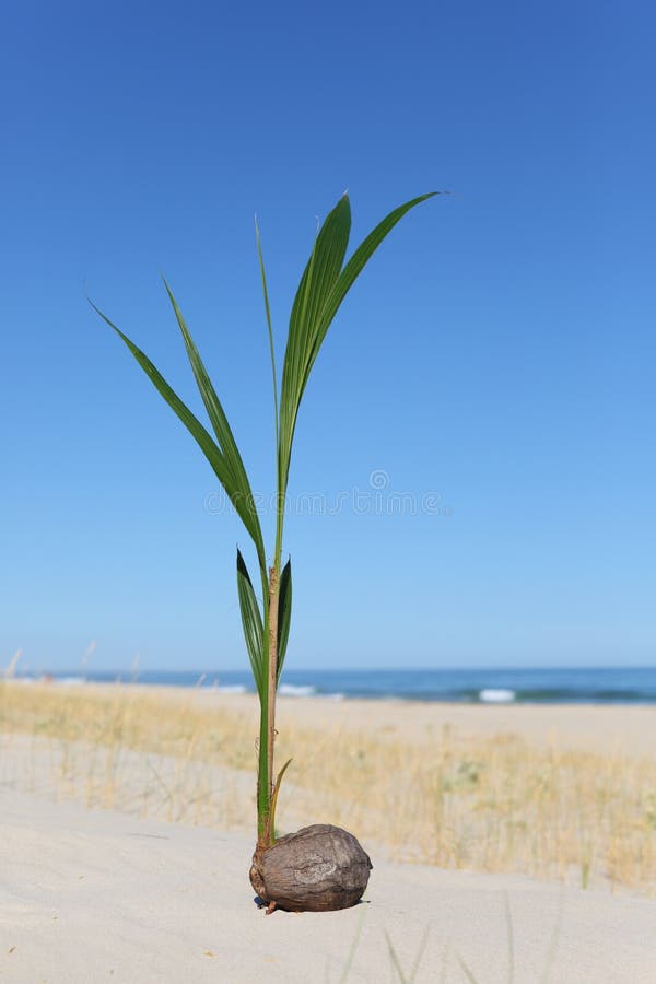 One Coconut Palm Sprout Growing on the Portuguese Stock Image Image