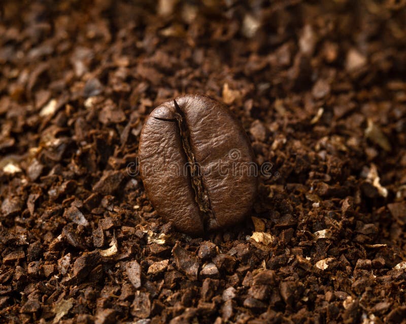 One Coffee Bean Macro on Ground Coffee Stock Photo Image of caffeine