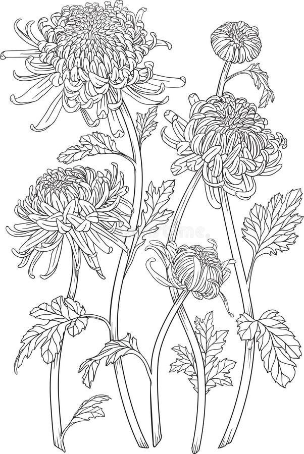 One color chrysanthemum flowers