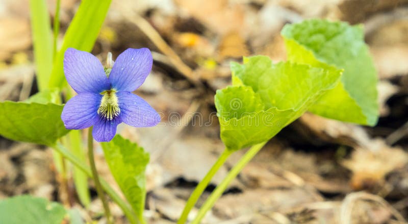 common perennial blue violet flower and green leaves closeup, five petals, Viola sororia on forest floor, springtime upstate rural New York. common perennial blue violet flower and green leaves closeup, five petals, Viola sororia on forest floor, springtime upstate rural New York