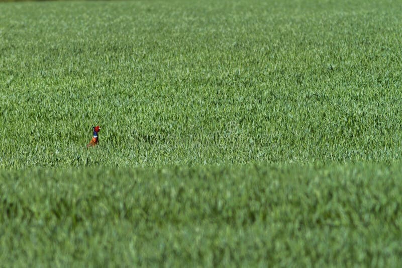 One Common pheasant Phasianus colchicus in the green field