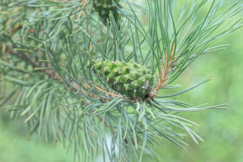 One cone on a thin pine branch with green needles stock photos