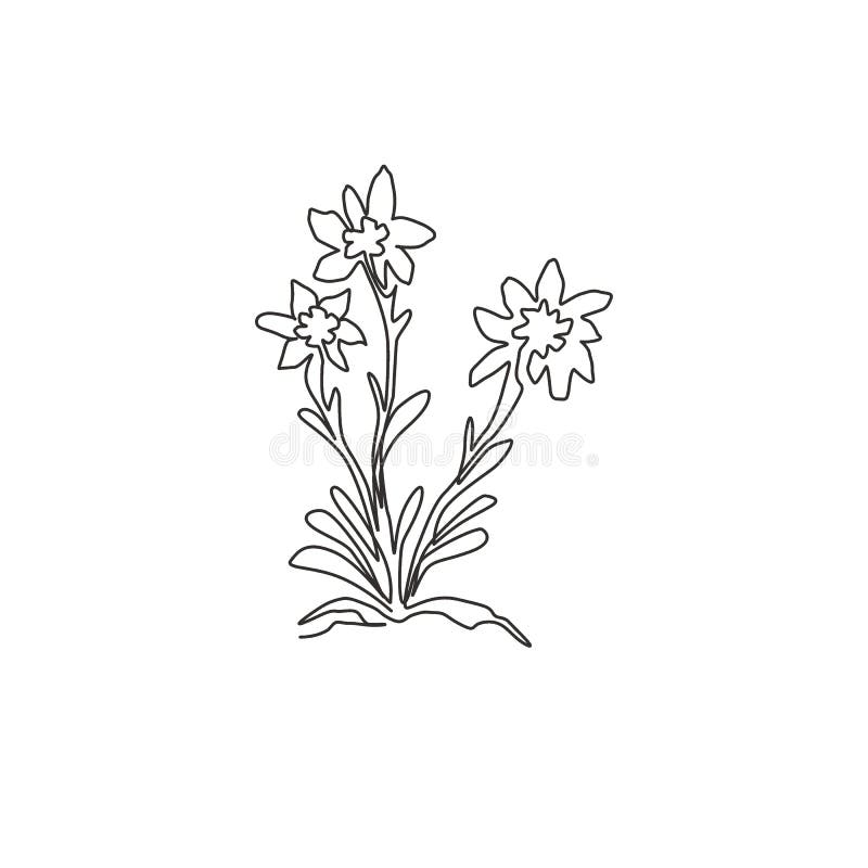 Featured image of post Edelweiss Flower Line Drawing The flowers heads are wrapped in woolen bracts vintage line drawing or