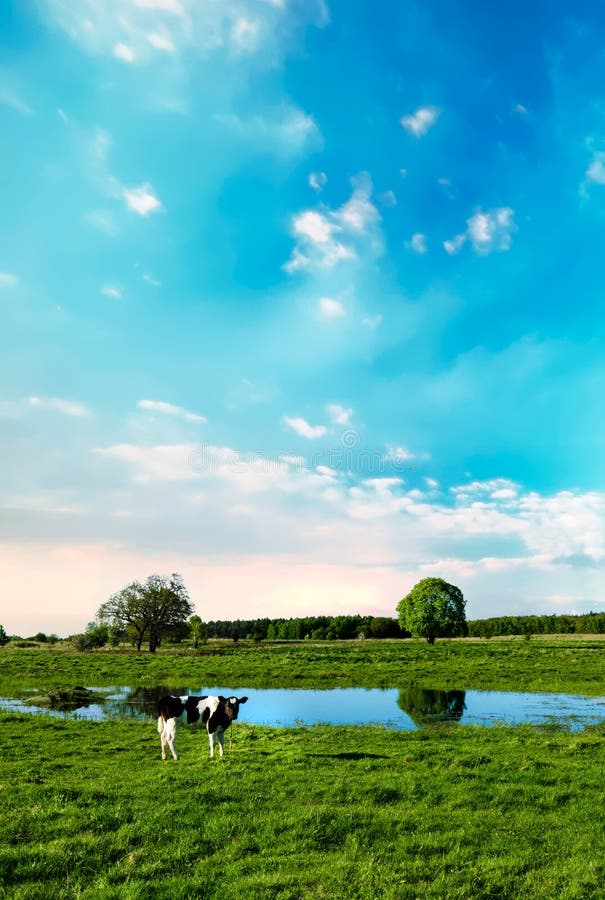 One cow grazes on a meadow near the pond